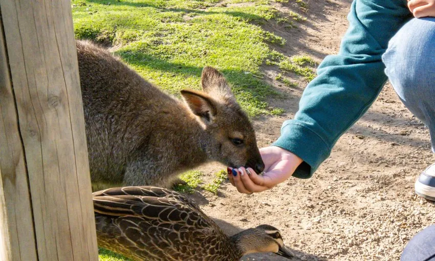 Phillip Island Tour from Melbourne - Full Day | Experience Oz