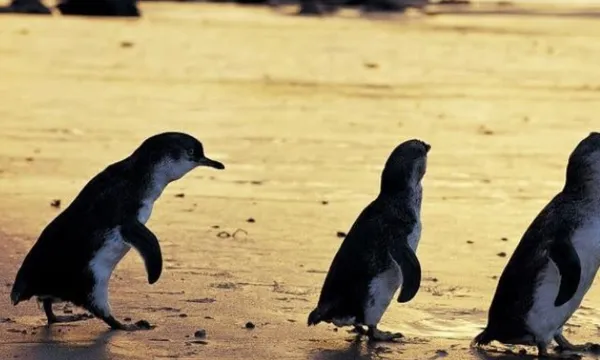 Phillip Island Tour from Melbourne - Full Day