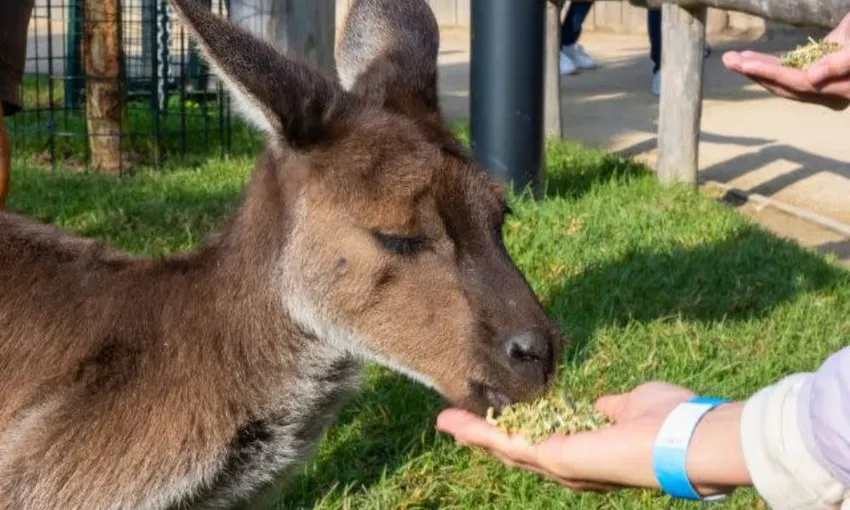 Blue Mountains and Sydney Zoo Tour - Full Day | Experience Oz