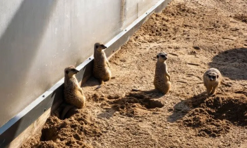 Blue Mountains and Sydney Zoo Tour - Full Day | Experience Oz