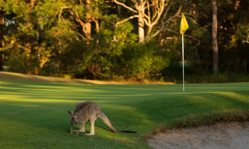 18 Holes Championship Golf with Buggy and Lunch