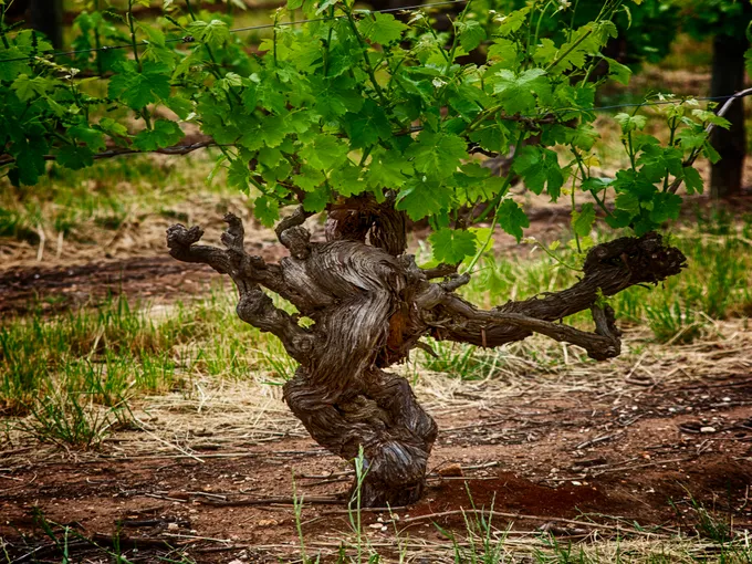 Northern Barossa Voyager Full Day Winery Tour | Experience Oz
