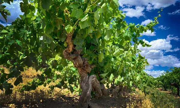 Barossa Valley Fruit of the Vine – Private Tour