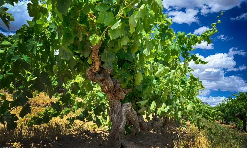 Fruit of the Wine Full Day Winery Tour | Experience Oz