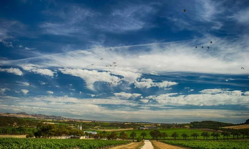 Fruit of the Wine Full Day Winery Tour | Experience Oz