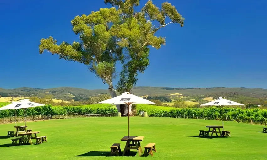 Fruit of the Wine Full Day Winery Tour | Experience Oz