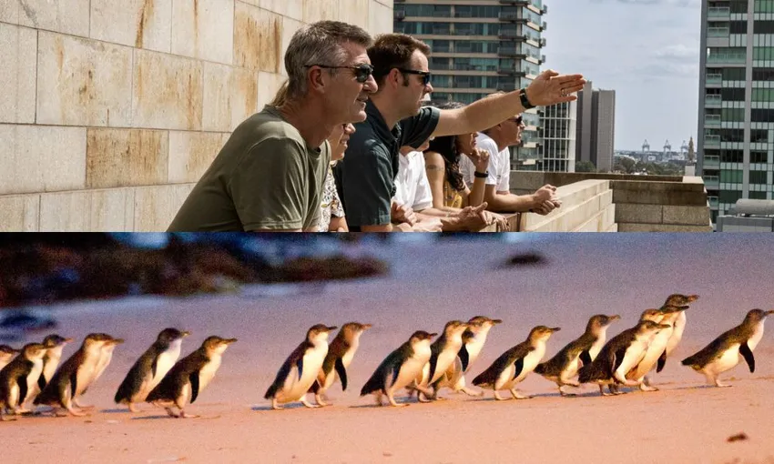Full Day Melbourne City and Phillip Island Tour Combo - Book Now | Experience Oz