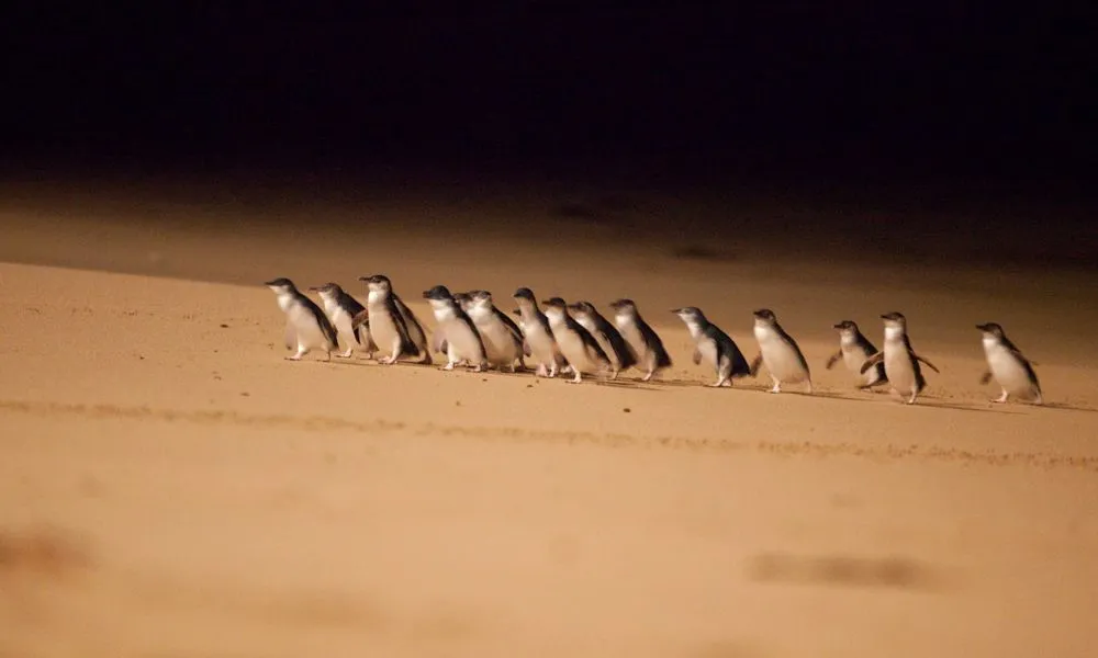 Full Day Melbourne City and Phillip Island Tour Combo - Book Now | Experience Oz-13