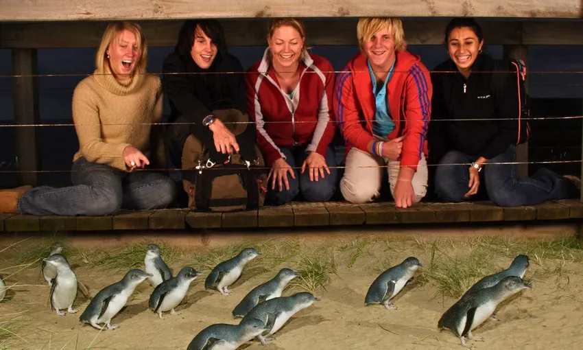 Full Day Melbourne City and Phillip Island Tour Combo - Book Now | Experience Oz