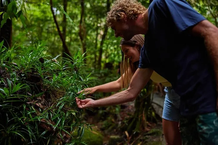 Cairns Waterfall and Rainforest Tour - Half Day | Experience Oz