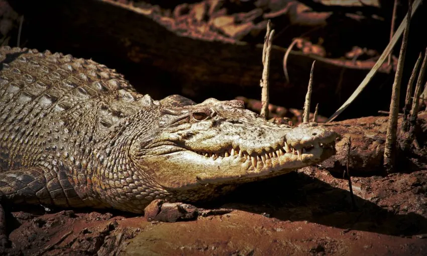 Ultimate Wildlife Experience Cruise- Book Now | Experience Oz