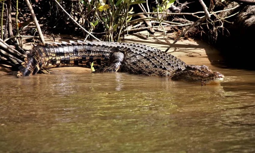 Ultimate Wildlife Experience Cruise- Book Now | Experience Oz