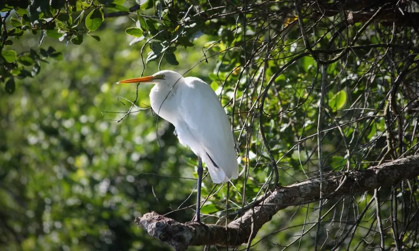 Ultimate Wildlife Experience Cruise- Book Now | Experience Oz