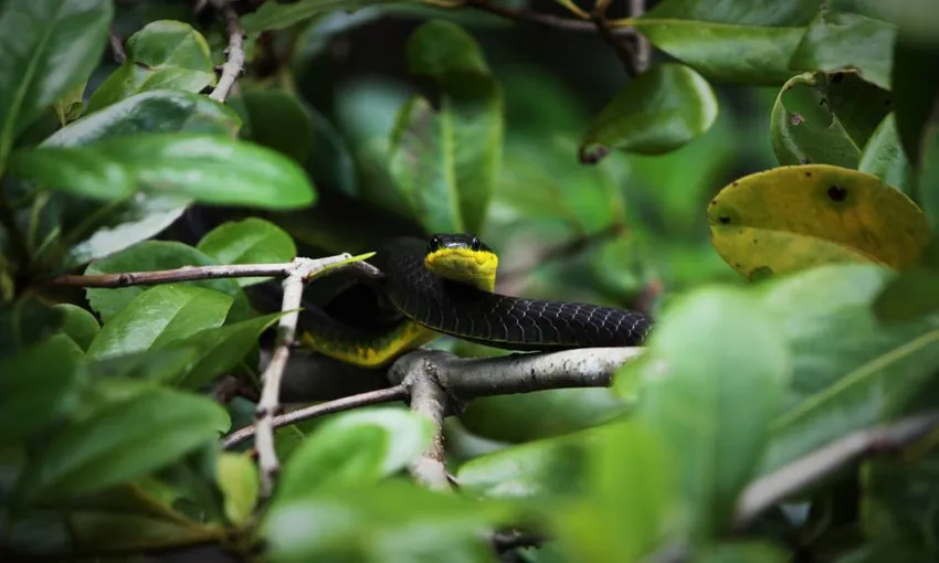 Ultimate Wildlife Experience Cruise- Book Now | Experience Oz
