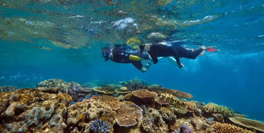 Upolu Cay Reef Adventure From Cairns - Half Day  | Experience OZ