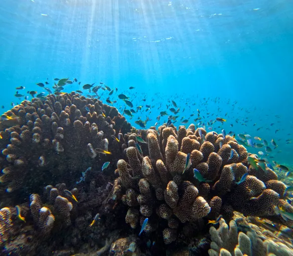 Upolu Cay Reef Adventure From Cairns - Half Day  | Experience OZ