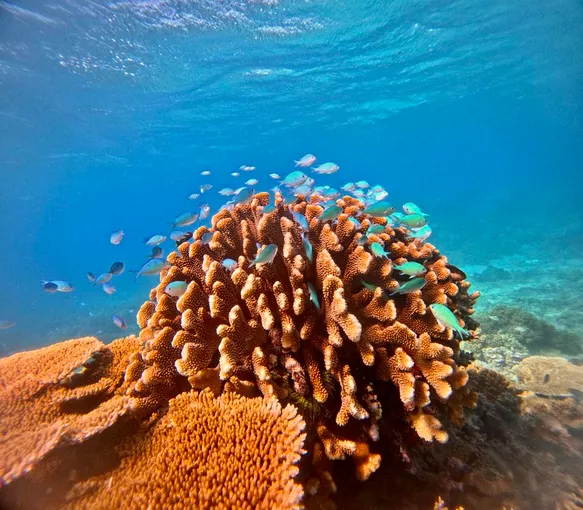 Upolu Cay Reef Adventure From Cairns - Half Day  | Experience OZ