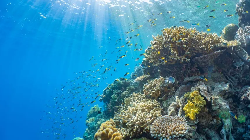 Great Barrier Reef Cruise to Moore Reef with Certified Dive & Lunch | Experience OZ