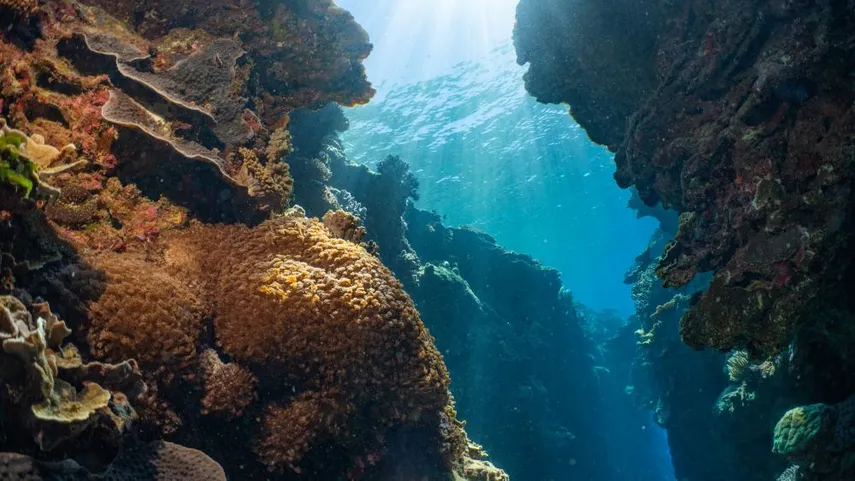 Great Barrier Reef Cruise to Moore Reef with Certified Dive & Lunch | Experience OZ