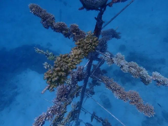 Great Barrier Reef Cruise to Moore Reef with Certified Dive & Lunch | Experience OZ