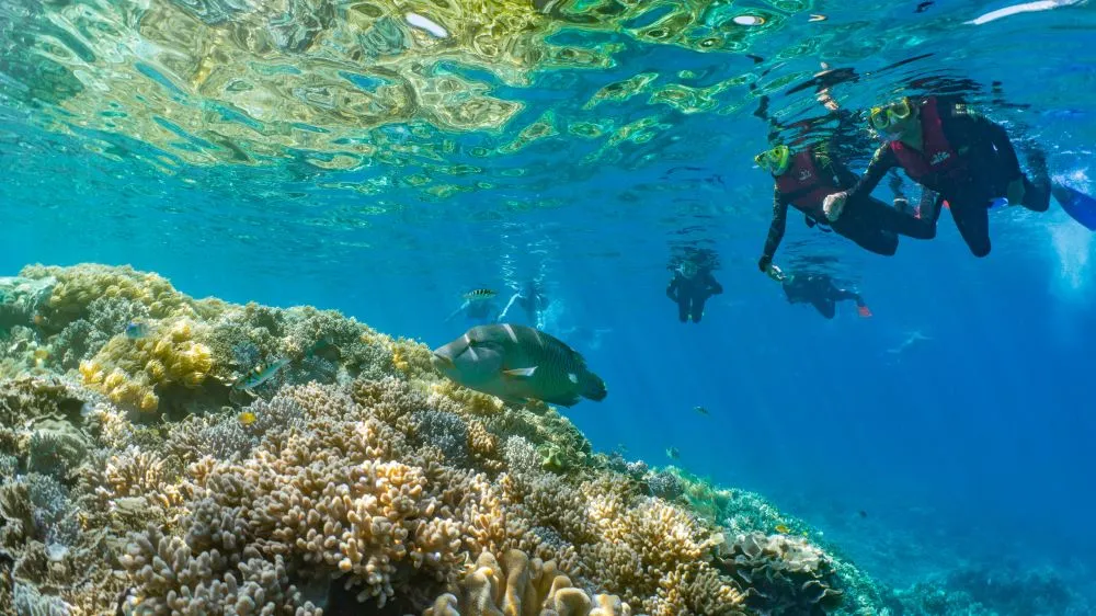Moore Reef Cruise and Introductory Dive with Lunch - Half Day | Experience OZ-4