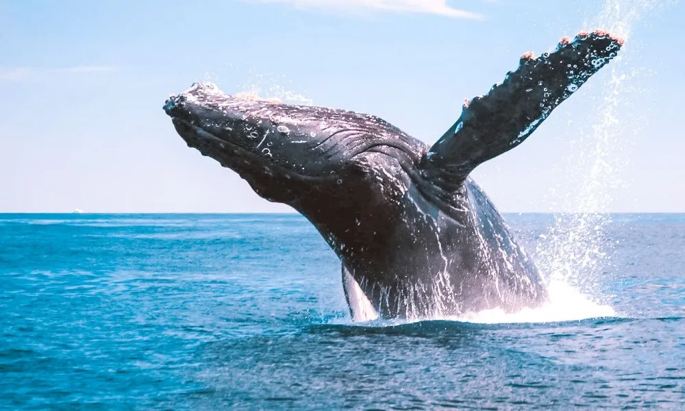 Great Barrier Reef Whale Watching from Bundaberg | Experience Oz-5
