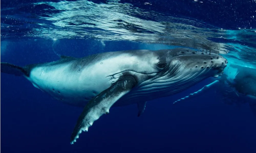Great Barrier Reef Whale Watching from Bundaberg | Experience Oz-3