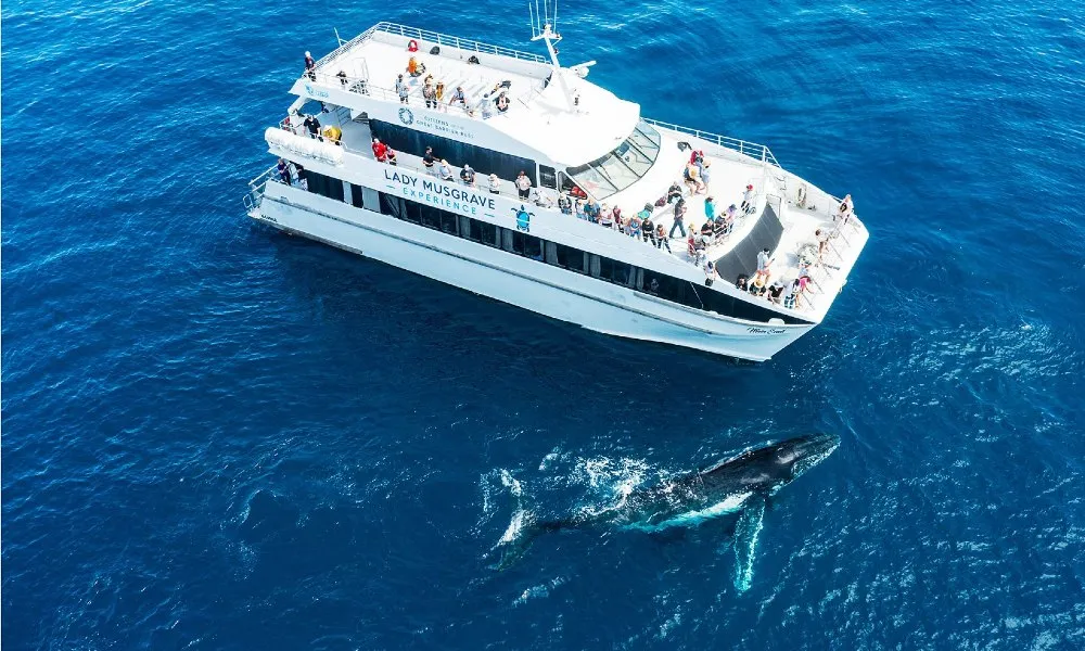 Great Barrier Reef Whale Watching from Bundaberg | Experience Oz-1