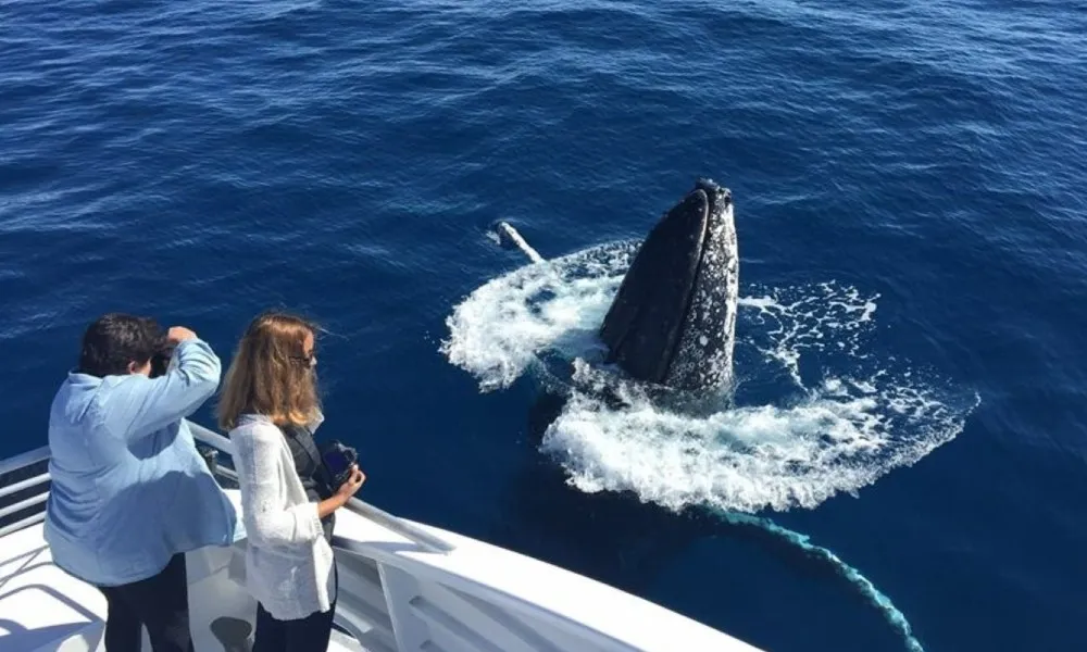 Great Barrier Reef Whale Watching from Bundaberg | Experience Oz-6