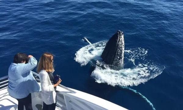 Great Barrier Reef Whale Watching from Bundaberg - Half Day