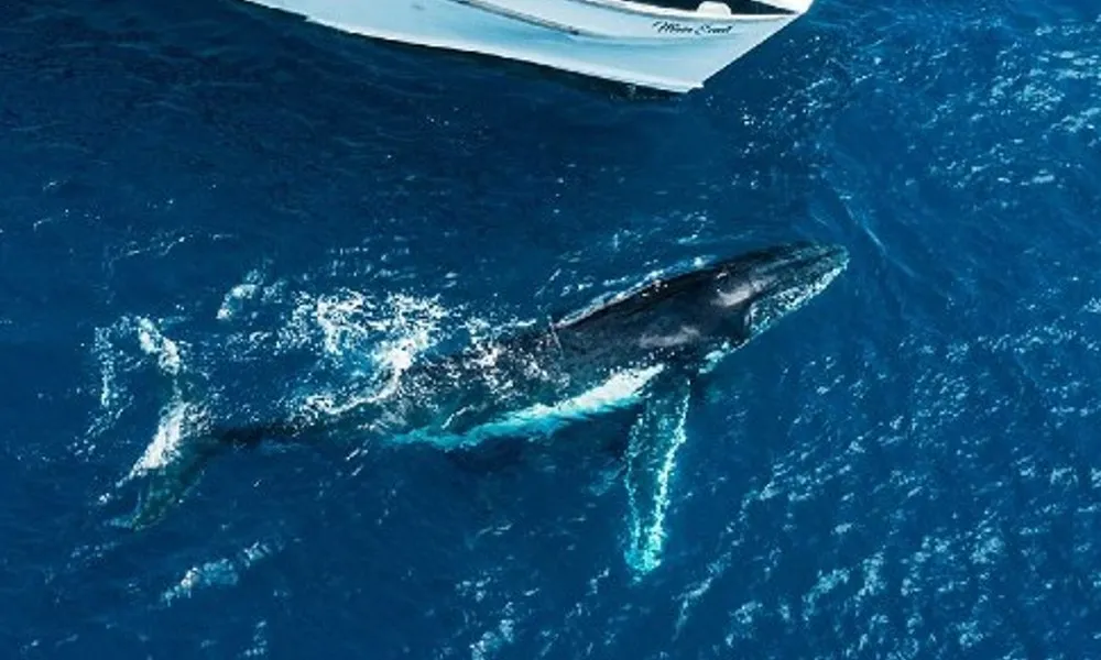 Great Barrier Reef Whale Watching from Bundaberg | Experience Oz-4