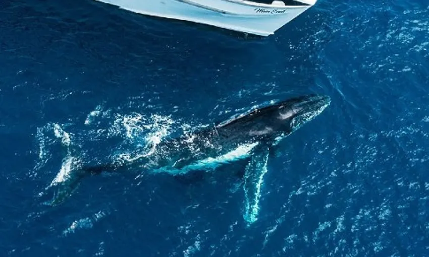 Great Barrier Reef Whale Watching from Bundaberg | Experience Oz