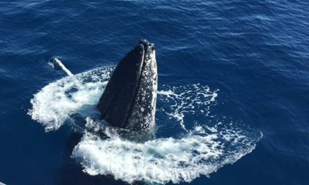 Great Barrier Reef Whale Watching from Bundaberg | Experience Oz-2