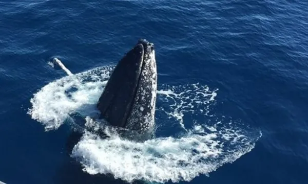 Great Barrier Reef Whale Watching from Bundaberg - Half Day