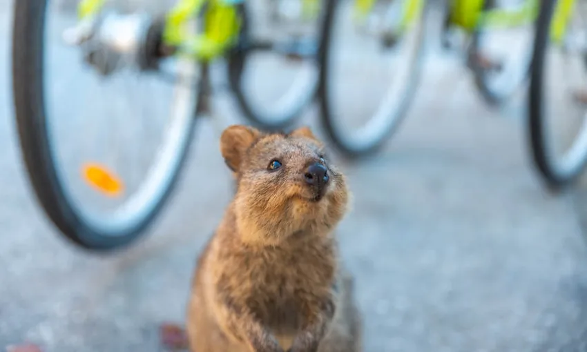 Rottnest Island Same Day Return Ferry - Hillarys Boat Harbour, Perth
