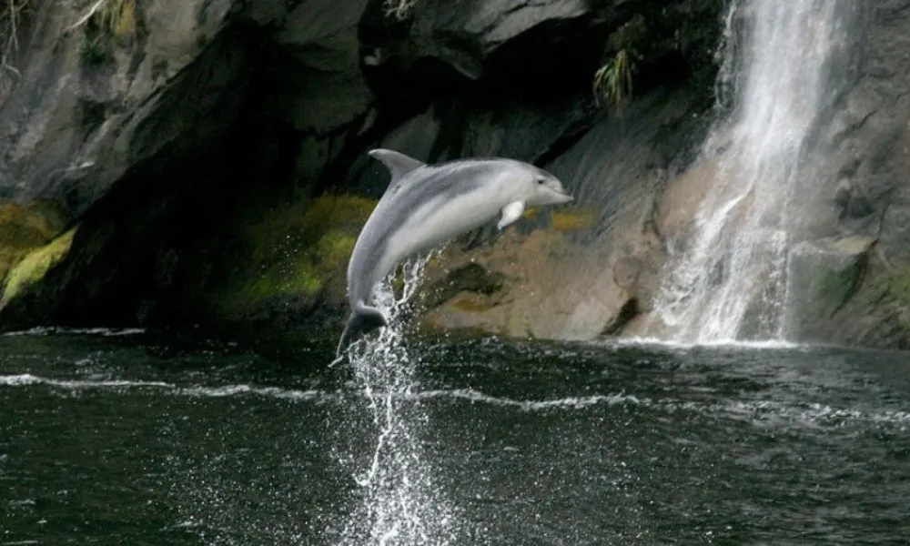 Doubtful Sound Overnight Cruise - 1.5 Days | Experience OZ-2