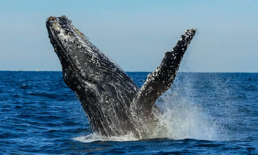 Sydney Whale Watching Tour and Lunch Package | Experience Oz