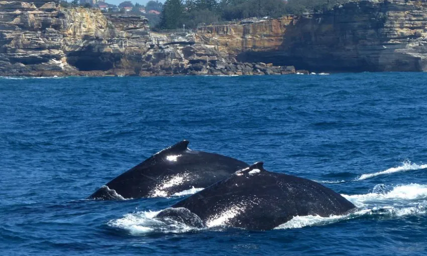 Sydney Whale Watching Tour and Lunch Package | Experience Oz