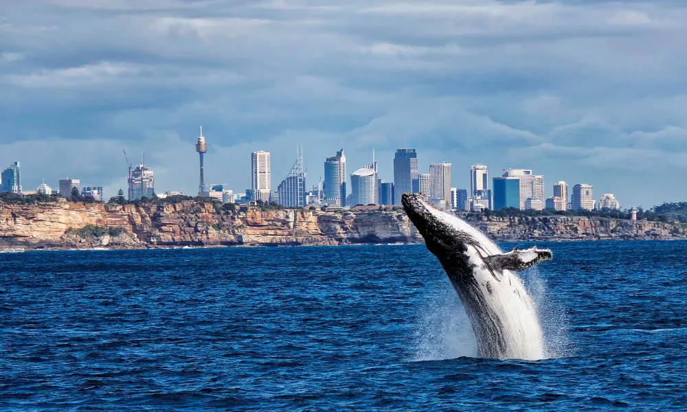 Sydney Whale Watching Tour and Lunch Package | Experience Oz-1