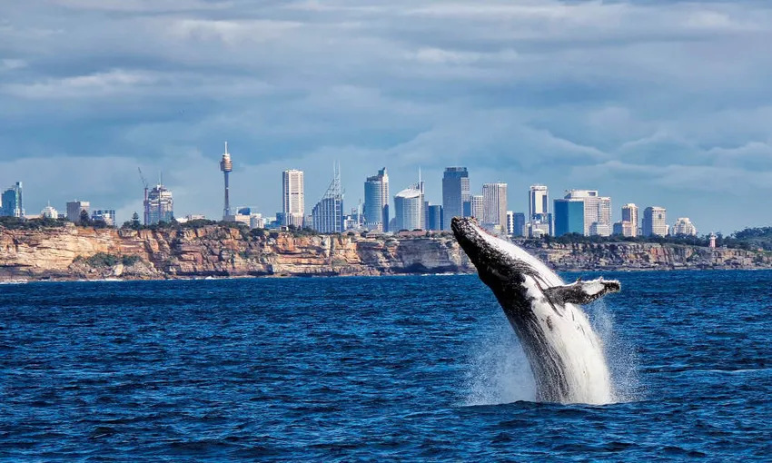 Sydney Whale Watching Tour and Lunch Package | Experience Oz