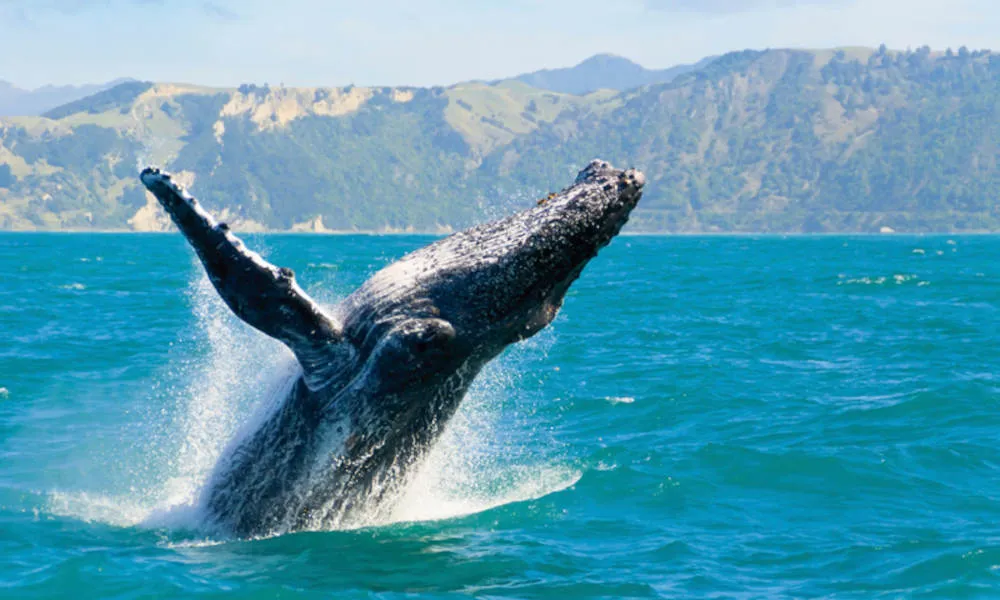 Sydney Whale Watching Tour and Lunch Package | Experience Oz-3