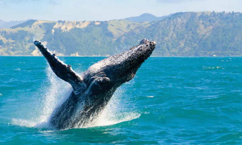 Sydney Whale Watching Tour and Lunch Package | Experience Oz