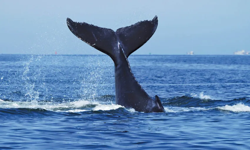 Sydney Whale Watching Tour and Lunch Package | Experience Oz
