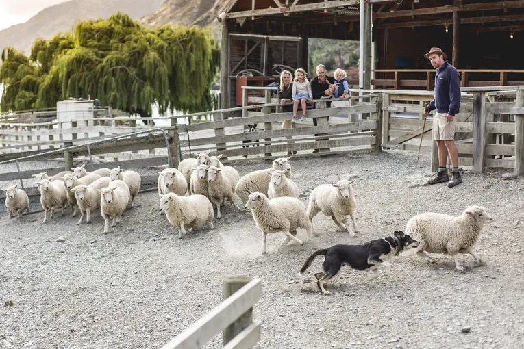 Queenstown Lake Cruise and Walter Peak Farm Tour