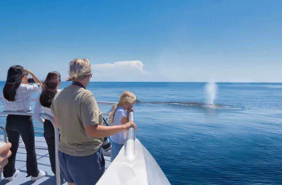 Tikapa Moana: Whales, Dolphins and Islands Cruise