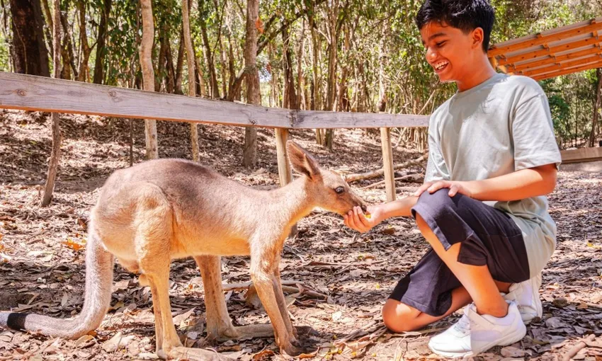 Kuranda Scenic Rail Skyrail and Hartley's Crocodiles Experience | Experience Oz