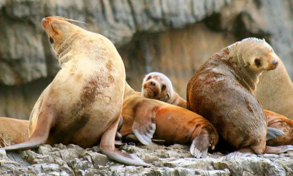 Tasman Island Cruise (Self Drive) | Experience Oz-3