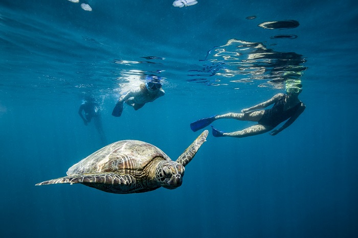 Great Barrier Reef Cruise & Snorkel Adventure, Full Day