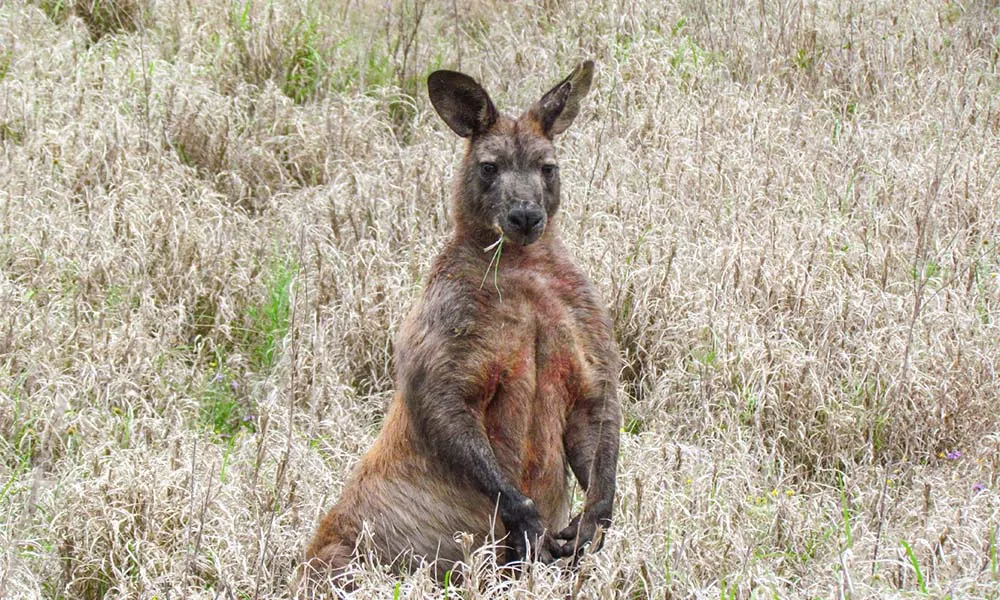 Discover Carnarvon Ranges - Book Now | Experience Oz-9