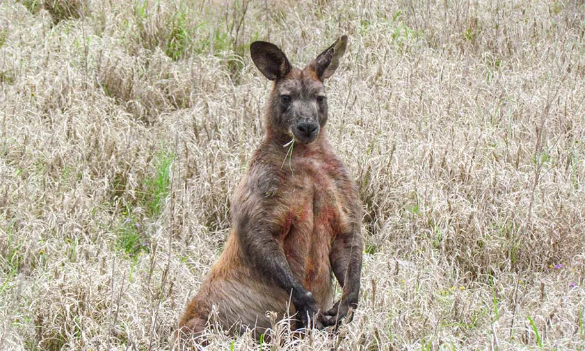 Discover Carnarvon Ranges - Book Now | Experience Oz